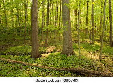 Golden Rays Shining Through The Sacred Grove