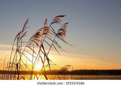 Golden reed grass on a yellow sunset background. Pampas grass on the lake, reed layer, reed seeds. Horizontal photo