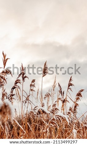 Golden reed grass in winter in the sun against the sky