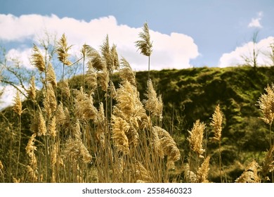 Golden reed plants swaying in the wind against a green hill and blue sky - Powered by Shutterstock