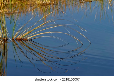 Golden Reeds Reflecting On Still Water, Lake Apopka Wildlife Drive, Apopka, Florida