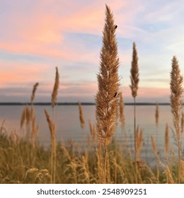 Golden reeds sway gently by a calm lakeside at sunset. The sky is painted in soft pastel hues, creating a tranquil and picturesque natural scene. - Powered by Shutterstock