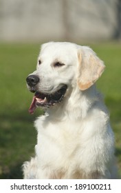 Golden Retreiver Dog