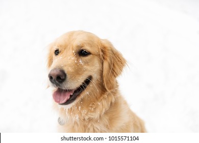 Golden retreiver dog through winter snow season