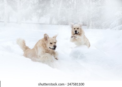 Golden Retreiver Dogs Playing And Running Through Winter Snow