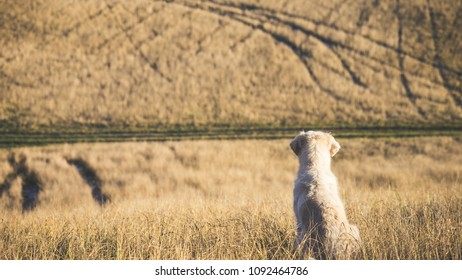 Golden Retreiver In The Field