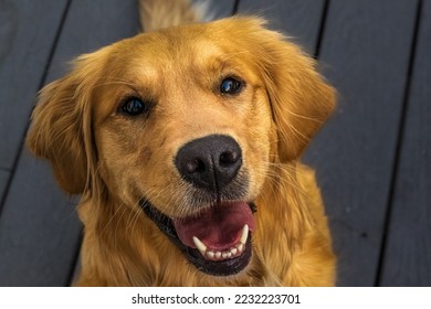  A GOLDEN RETREIVER WITH NICE EYES LOOKING UP SITTING ON A DECK