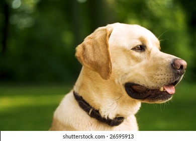 Golden Retreiver Portrait in the nature with green nature.