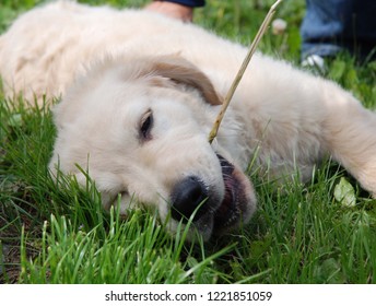 Golden Retreiver Puppy Playing