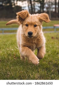 Golden Retreiver Puppy Running Autumn