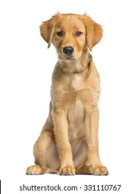 Golden Retreiver Puppy Sitting In Front Of A White Background