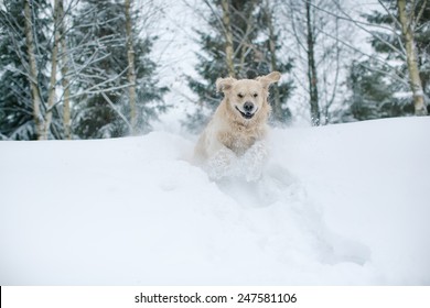 Golden Retreiver Running Through Winter Snow