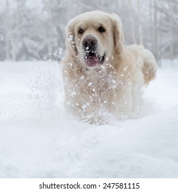 Golden Retreiver Running Through Winter Snow