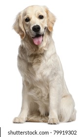 Golden Retriever, 10 months old, sitting in front of white background