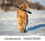 A golden retriever with an action camera in his teeth in winter, golden retriever with a stick