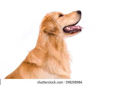 Golden Retriever adult side view portrait isolated on white background
