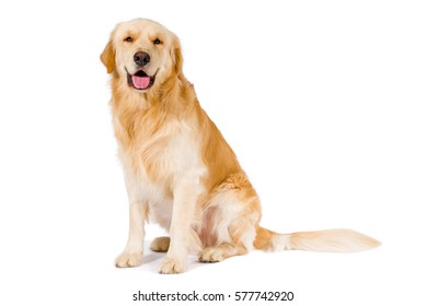 Golden Retriever adult siting smiling at camera isolated on white background
