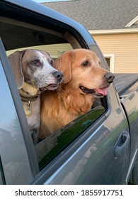 Golden Retriever And American English Coonhound