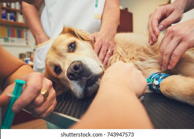 Golden Retriever In The Animal Hospital. Veterinarians Preparing The Dog For Surgery.