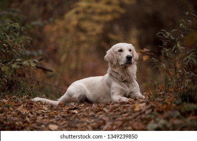 Golden Retriever in the autumn forest - Shutterstock ID 1349239850