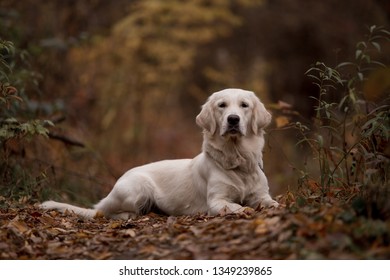 Golden Retriever in the autumn forest - Shutterstock ID 1349239865