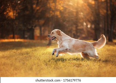 Golden Retriever In Autumn In The Leaves. Dog On The Nature In The Fall. Walk With A Pet Outdoor