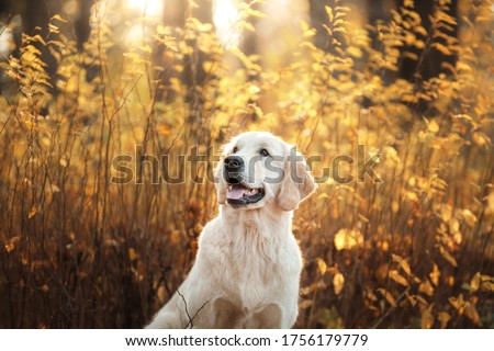 Similar – Labrador retriever Blonde