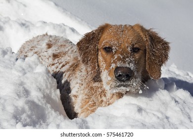 Golden Retriever, Avon, Colorado
