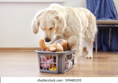 Golden Retriever With Basket Of Toys On The Floor At Home