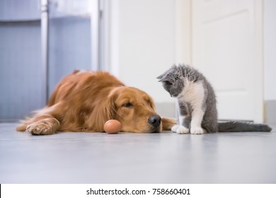 Golden Retriever Playing Images Stock Photos Vectors Shutterstock