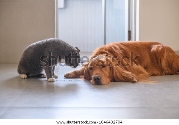 Golden Retriever British Short Hair Cat Stock Photo Edit Now