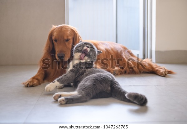 Golden Retriever British Short Hair Cat Stock Photo Edit Now