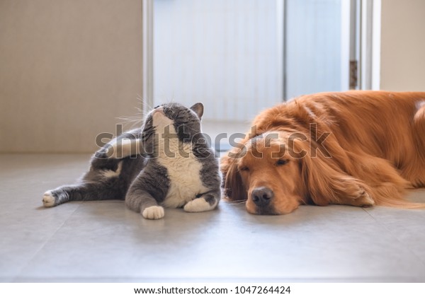 Golden Retriever British Short Hair Cat Stock Photo Edit Now