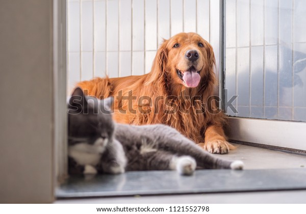 Golden Retriever British Short Hair Cat Stock Photo Edit Now