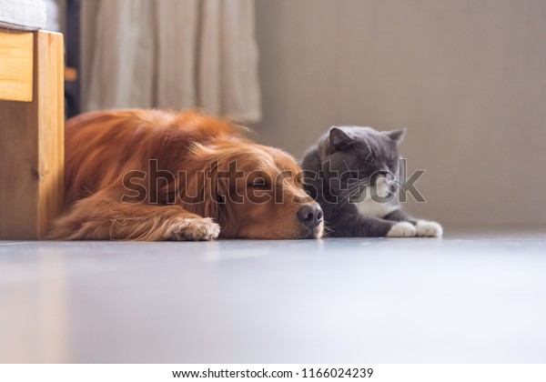 Golden Retriever British Short Hair Cat Stock Photo Edit Now