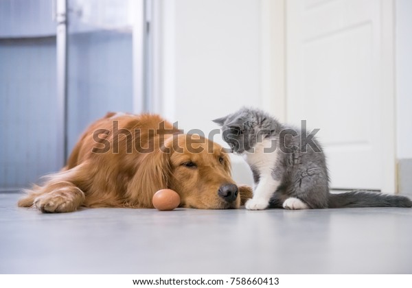 Golden Retriever British Short Hair Cat Stock Photo Edit Now