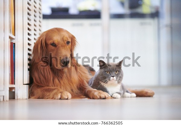 Golden Retriever British Short Hair Cat Stock Photo Edit Now