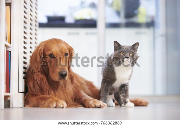 Golden Retriever British Short Hair Cat Stock Photo Edit Now