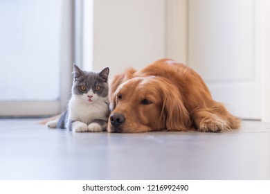 Golden Retriever And British Short Hairy Cat