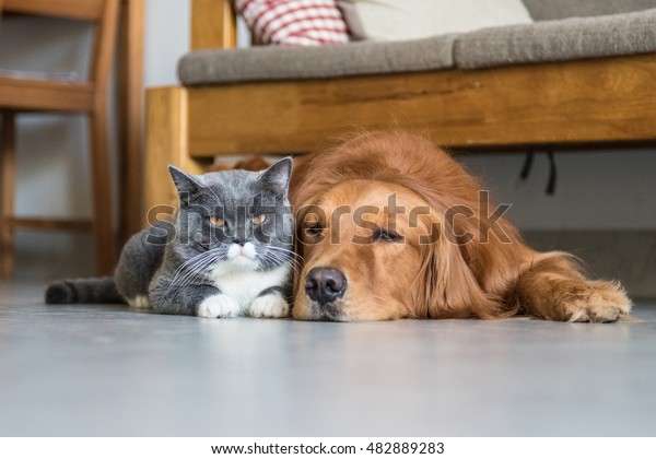 Golden Retriever British Shorthair Animals Wildlife Stock Image