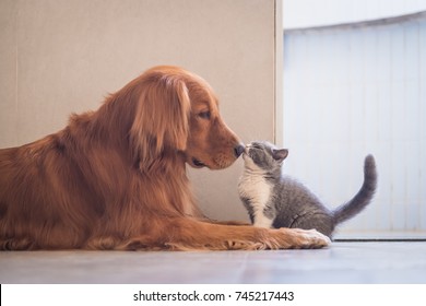 Golden Retriever And British Shorthair Cat