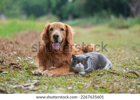 Golden retriever and british shorthair cat huddling together on the grass