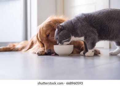 Golden Retriever And British Shorthair Cats Are Eating