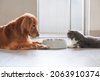 dog and cat eating