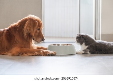 Golden Retriever and British Shorthair eating together - Shutterstock ID 2063910374