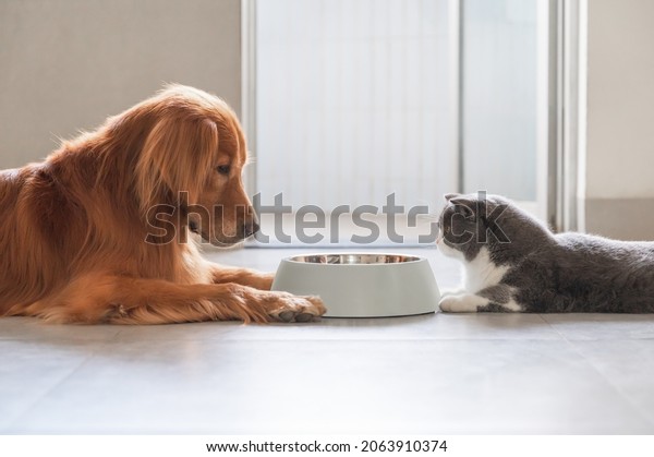 Golden\
Retriever and British Shorthair eating\
together