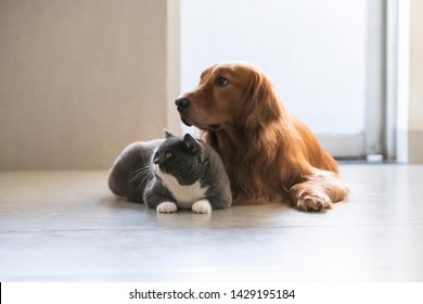 Cat Dog Images Stock Photos Vectors Shutterstock