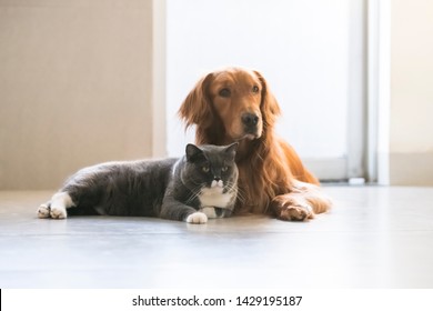 Imagenes Fotos De Stock Y Vectores Sobre Dog Shutterstock