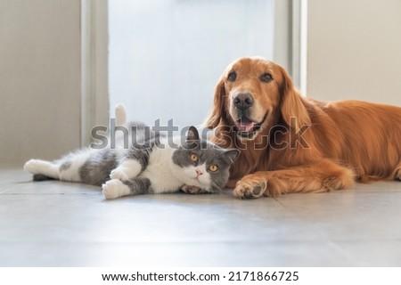 Similar – Image, Stock Photo Cute British shorthair golden cat sitting on wooden surface at home while looking at camera