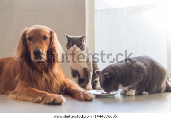 Golden Retriever British Shorthair Share Food Stock Photo Edit